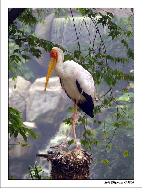 2005 - 08 - KUL - parc animalier  - 52.JPG